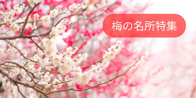 神奈川の梅の名所2026